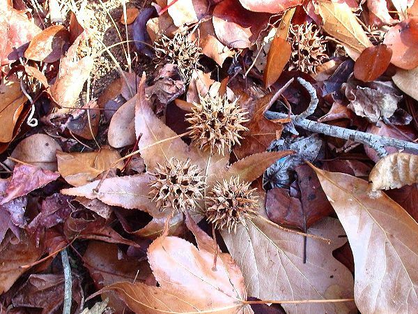 Sweetgum pallid