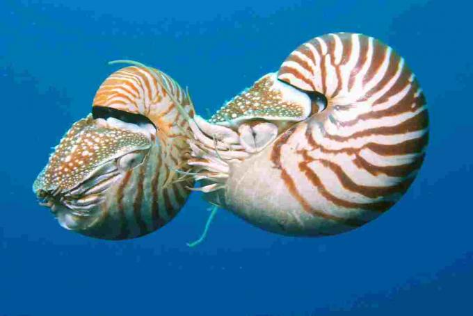 Kaks nautilust