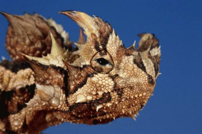 Thorny Devil Lizard juhataja