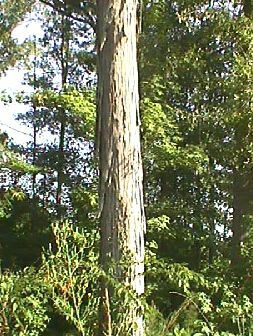 Shagbark Hickory