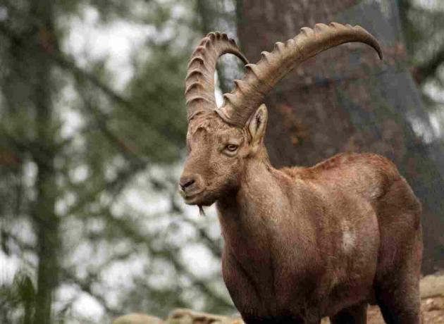 Pürenee ibex