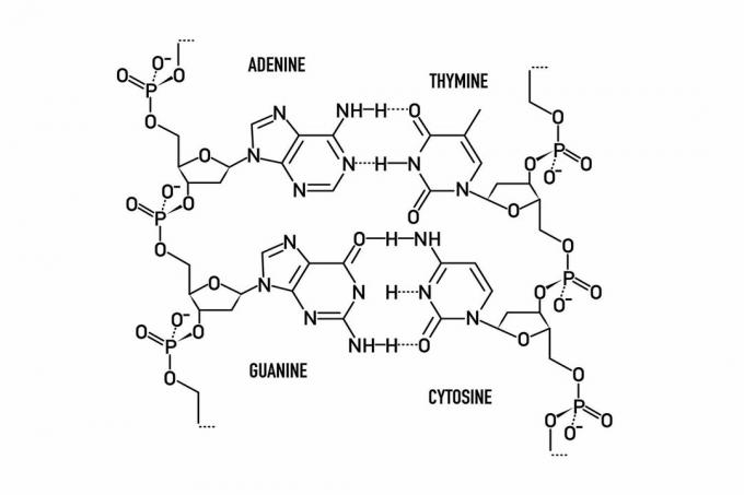 Aluspaarid DNA-s