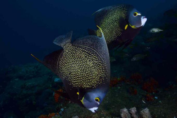 Prantsuse Angelfish