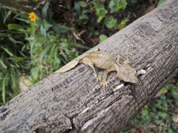 Saatanlik lehesaba-geko (Uroplatus phantasticus) Ranomafana vihmametsas Ida-Madagaskaril. Silmade kohal olevad punased silmad ja sarved teenivad sellele ülimale maskeeritud sisalikule selle kuratliku nime