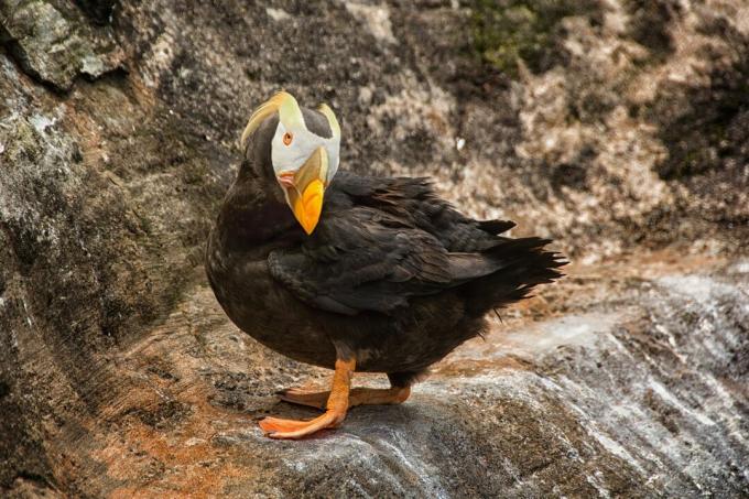 Tuffitud puffin