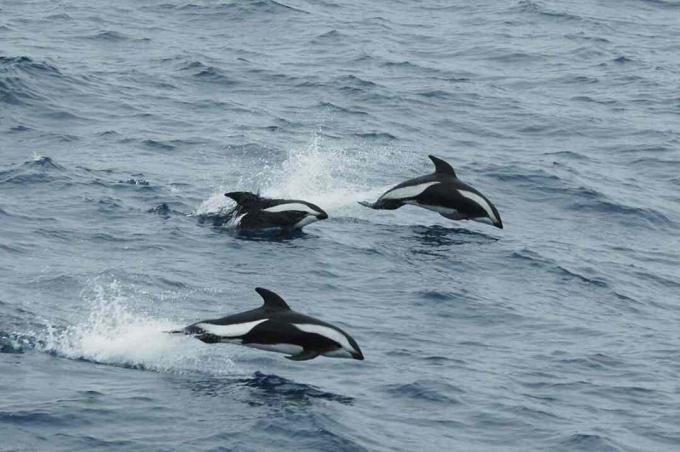 Liivakelli delfiinid Drake Passage'is