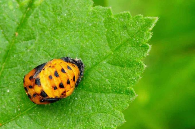 Lepatriinu Pupa rohelisel lehel