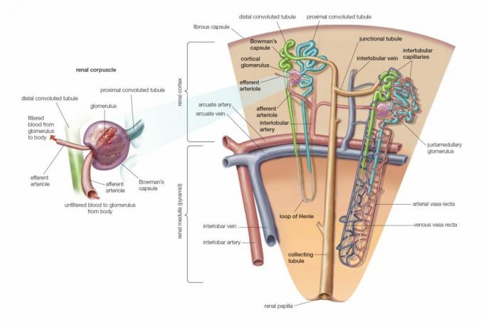 Neeru Nephron