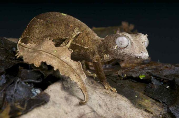 Saatanlik lehesabageno on tähelepanuväärne, maskeeritud, sisalikuliik, kes on endeemiline Madagaskari viimaste mägismaa vihmametsade jaoks