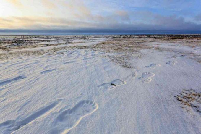 Jääkaru jäljed Kanada ja Alaska lumega kaetud interjöörides, kus moodustub mandri polaarõhk