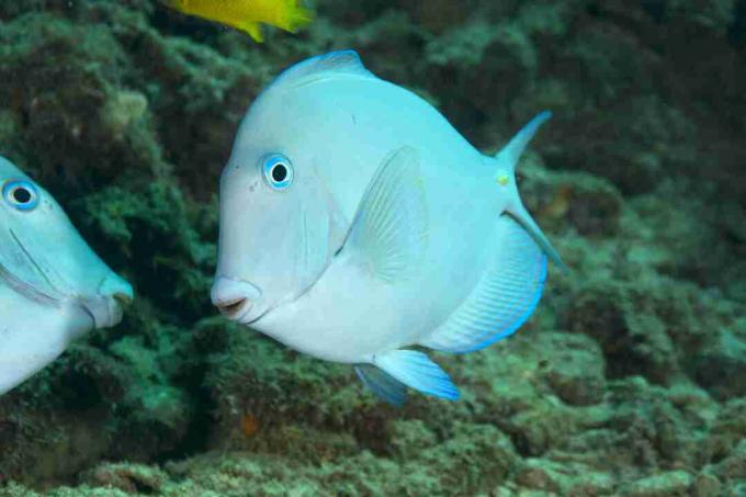 Atlandi sinine tang (Acanthurus coeruleus)