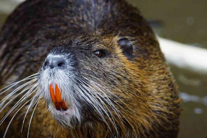 Nutria lähivõte