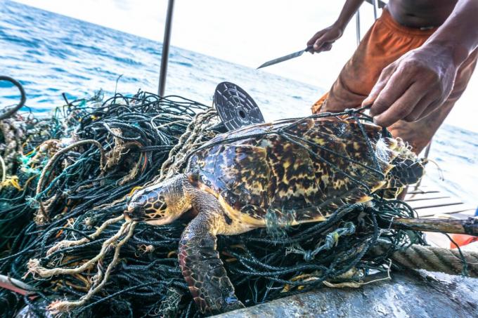 Noaga mees päästis kriitiliselt ohustatud Hawksbilli merikilpkonna sassis Ghost Net