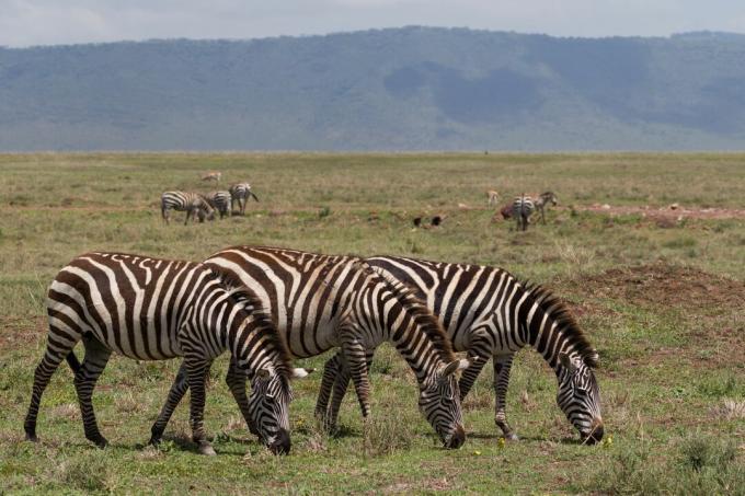 Kolm sebra (Equus quagga), Tansaania, Ida-Aafrika