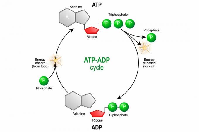 ATP ADP tsükkel