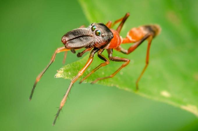 Sellel ämblikul, kellel silmad asuvad pea ümber, on suurepärane nägemisulatus.