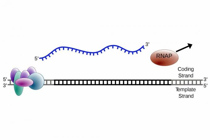 diagrammi transkriptsiooni lõpetamise etapp