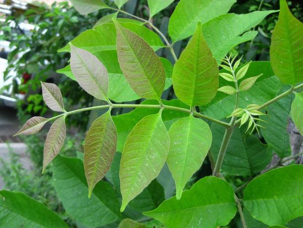 Fraxinus americana: valge tuha noored lehed