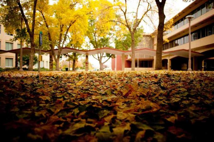 Colorado osariigi ülikool Fort Collins