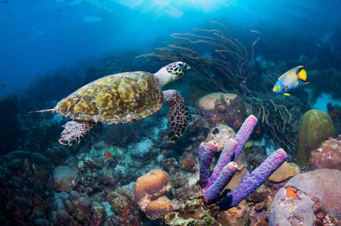 Wueeni merikotkas ja Hawksbilli kilpkonn, Põhja-Antillid