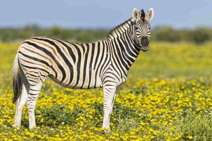 Kollase lilleniidul seisvad Burchelli sebrad, Equus quagga burchelli