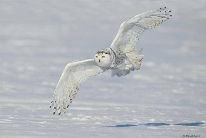 Lumine öökull tõuseb üle talvemaastiku.