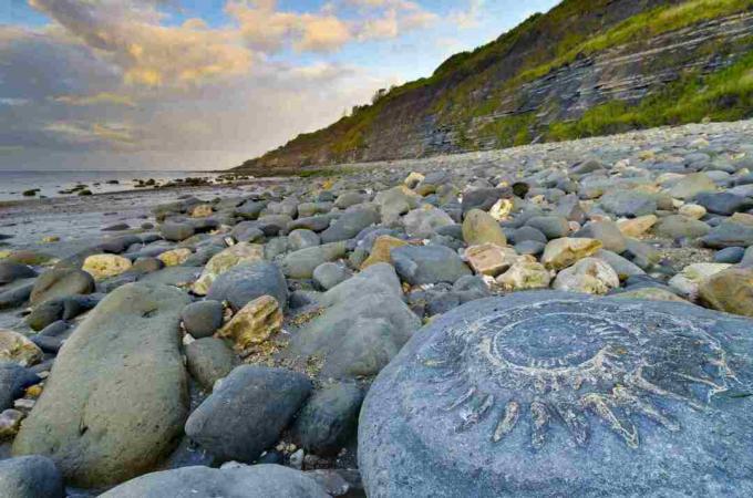 Suurbritannia, Inglismaa, Dorset, Lyme Regis, Monmouthi rand, Ammonite sillutis, suur ammoniidi fossiil