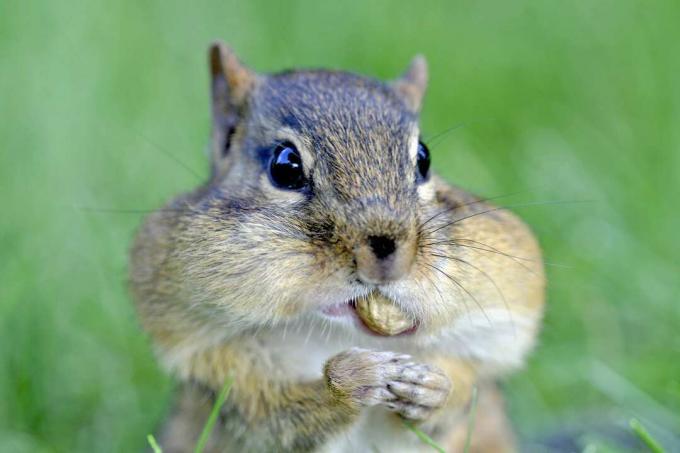 Kõrrejalul on põsesarnad, mida nad toiduga täidavad.