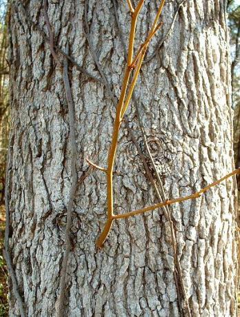 Sweetgum koor