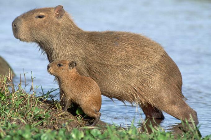 Capybara noored on nende vanemate miniatuursed versioonid.