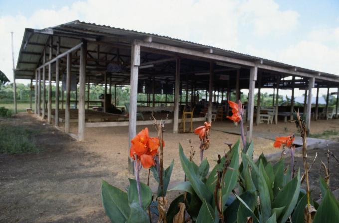 Lilled kasvavad mahajäetud Jonestowni paviljoni järgi.