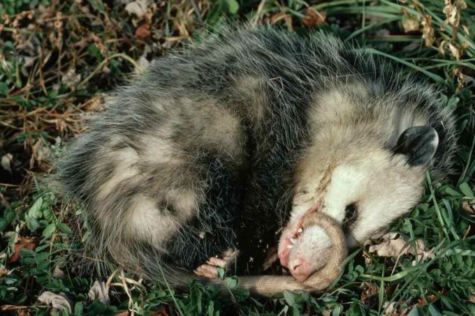 Virginia Opossum mängib surnut