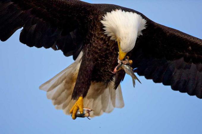 Kaljukotkas (Haliaeetus leucocephalus), kes lendab ja sööb kalu, Homer, Alaska, USA