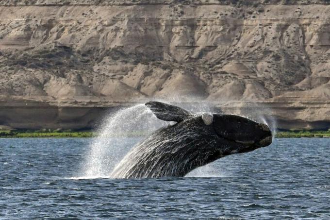 Parempoolne lõunavaal (Eubalaena australis)