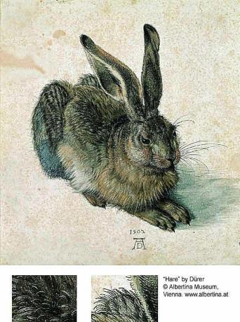 Jänes või Jänes - Albrecht Dürer