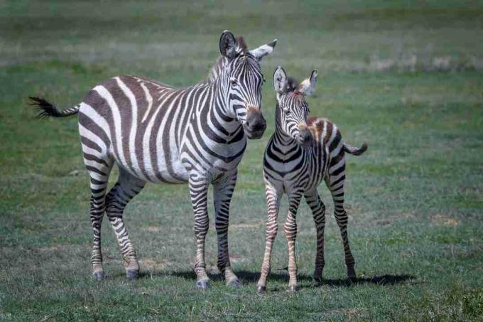 Sebra ema ja beebi Ngorongoro kraatris Tansaanias, Ida-Aafrikas