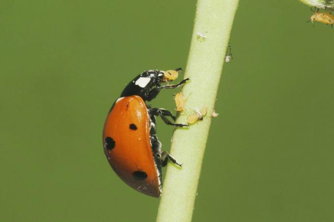 Seitsme täpilise lepatriinu (Coccinella septempunctata) täiskasvanud lehetäide söömine