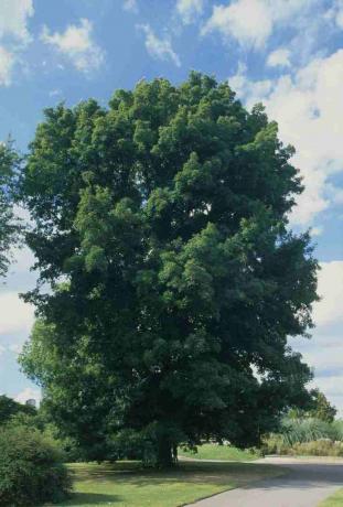 Carya cordiformis (Butternut hickory), tee kõrval pargis asuv roheline lehtpuu