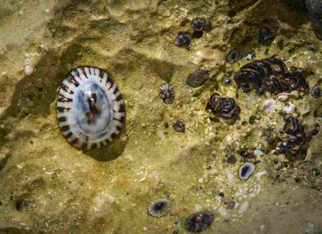 Limpets loodebasseinis