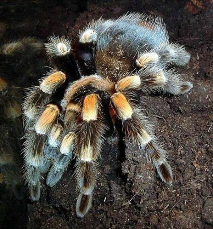 Mehhiko Redknee Tarantula (Brachypelma smithi)