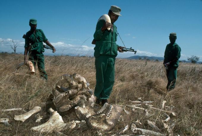 MIKUMI, TANZANIA - JUULI 1989: Tansaanias Mikumi rahvuspargis Park Rangers, kes teenivad konfiskeeritud elevandiluust elevandiluurasvaga 2700 USA dollarit väärtuses konfiskeeritud elevandiluuümbrisega 70 USA dollarit kuus. Rangerid seisavad salaküttide tapetud härja elevandi jäänuste kõrval.