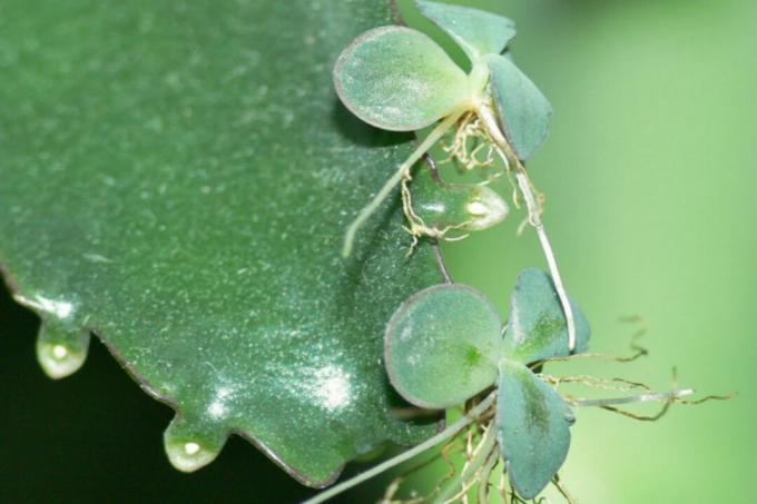 Kalanchoe - istikud