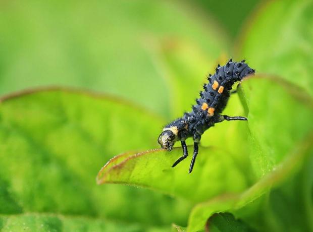 Lehte sööva kahe täpilise lepatriinu (Adalia bipunctata) vastsetapp