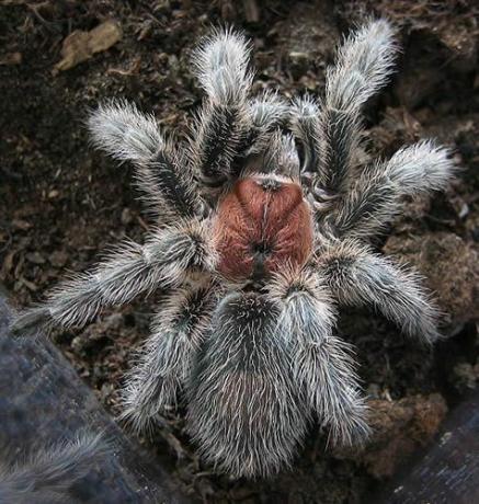 Tšiili roosi tarantula (Grammostola rosea)