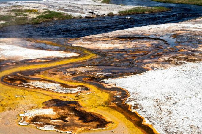 Termofiilid, bakterid ja muud mikroorganismid, mis kasvavad kõige paremini normaalsest kõrgemal temperatuuril, loovad Yellowstone'i rahvuspargi basseinides ja nende ümbruses huvitavaid värve