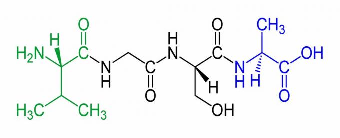 See on näide tetrapeptiidist, mille N-ots on roheline ja C-ots sinine.