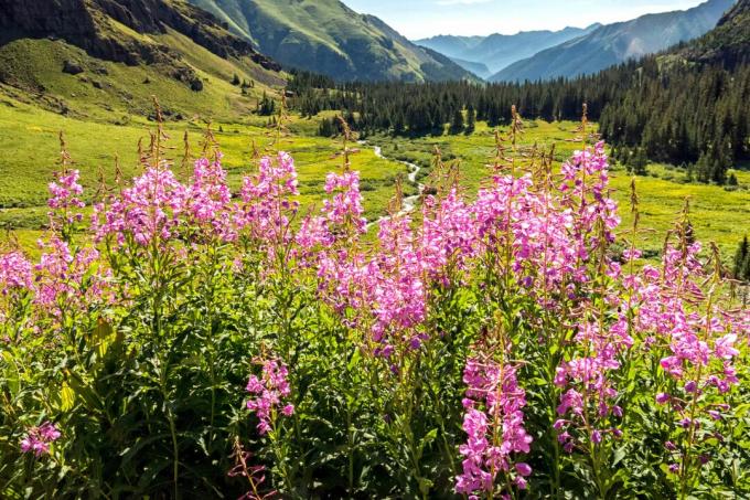 Fireweed metslilled Colorado mägedes