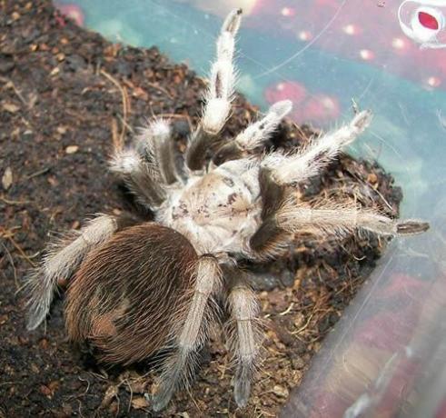 Desert Blond Tarantula (Aphonopelma kriidikoodid)