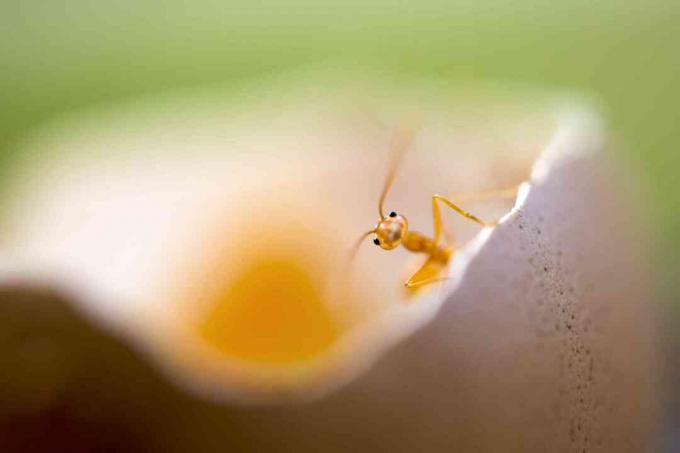 armas väike üksildane punane sipelgas