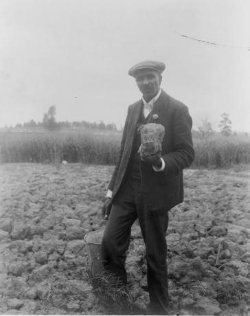 George Washington Carver, täispikk portree, seisis põllul, tõenäoliselt Tuskegee ääres, hoides mullatükki, 1906